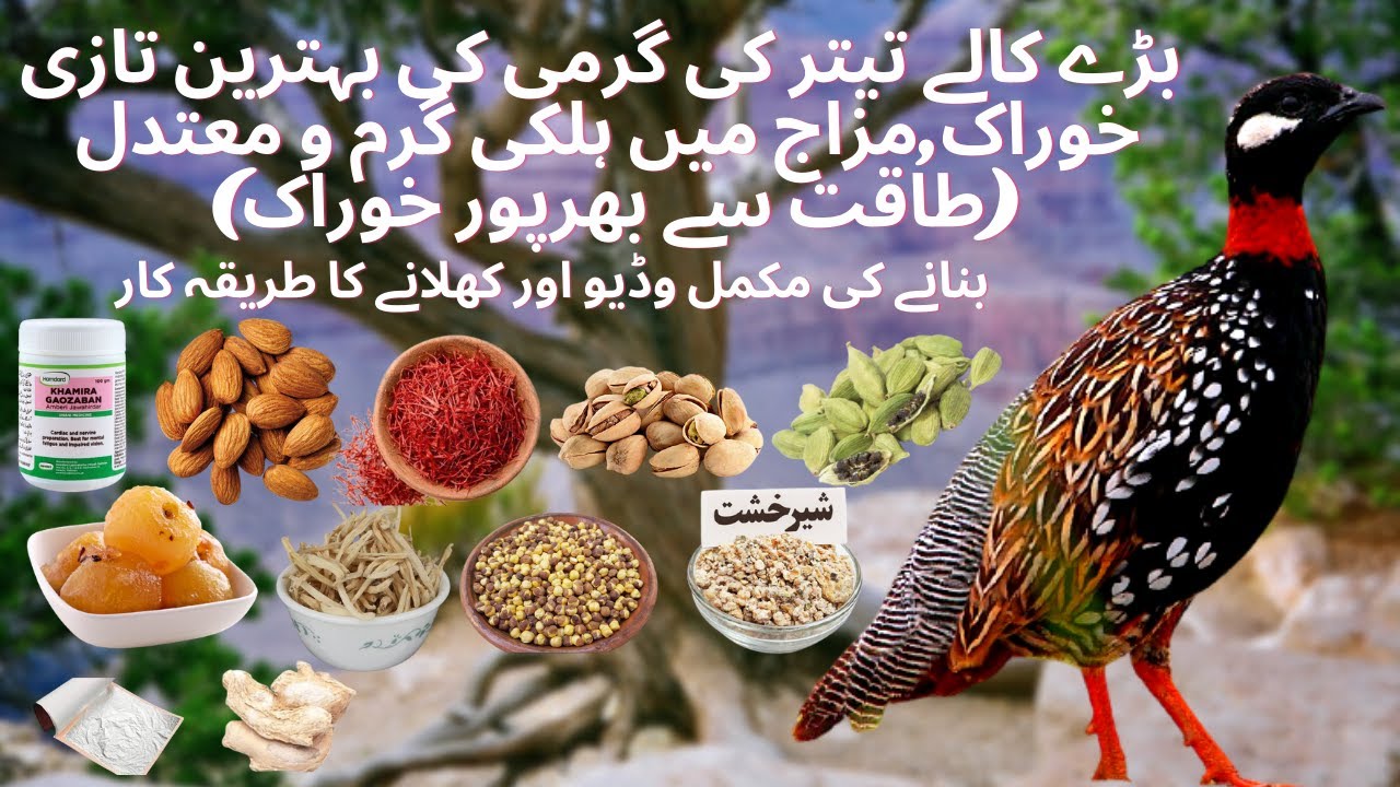 Kala Teetar Garmi ki Taza khurak کالا تیتر گرمی کی تازہ خوراک @multanishaukeen