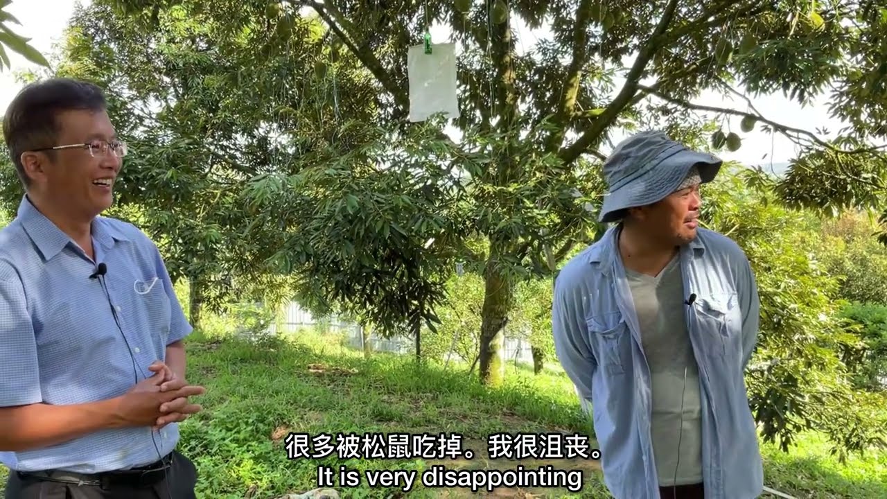 Durian musim hujan,Kaedah penjagaan bunga & buah musim hujan Raymond Durian farm
