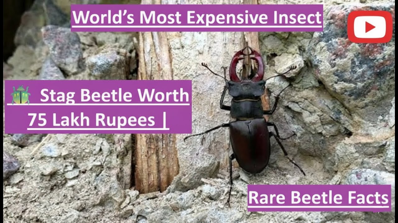 World’s Most Expensive Insect 🪲 Stag Beetle Worth 75 Lakh Rupees | Rare Beetle Facts