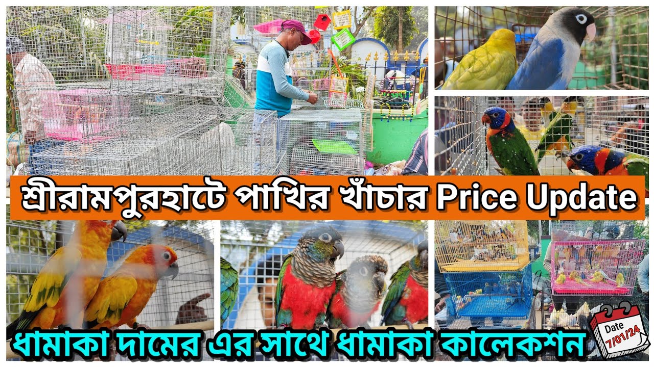 Serampore bird market Cage price update 💥।শ্রীরামপুরহাটে পাখির দাম কমলো।Exotic Bird Market#serampore