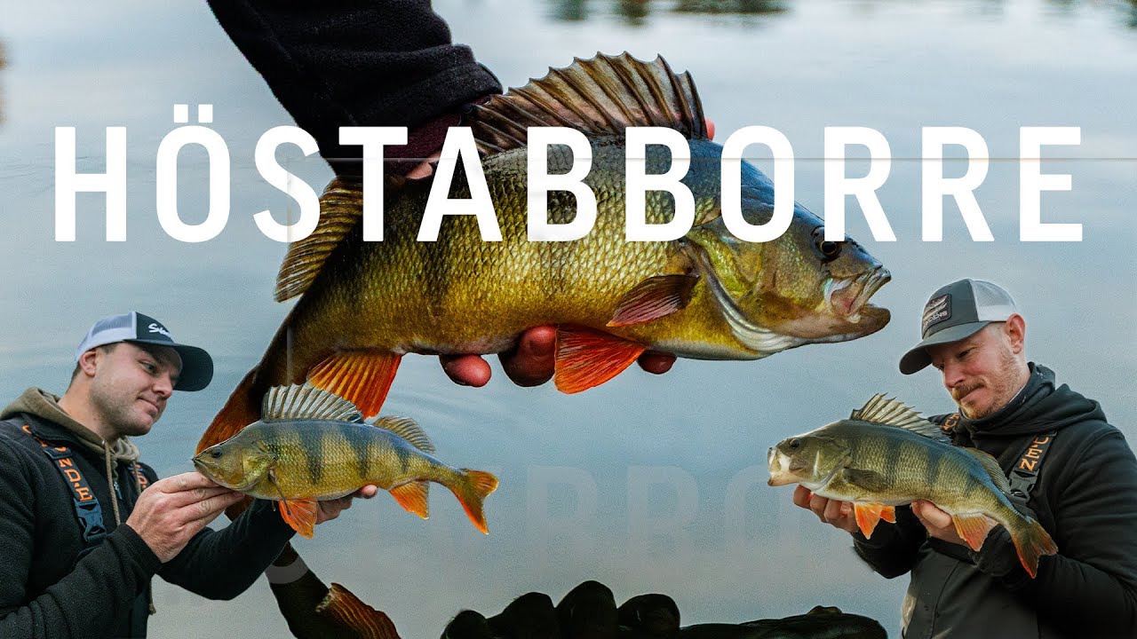 Abborrfiske p&aring; h&ouml;sten i Sk&auml;rg&aring;rden!