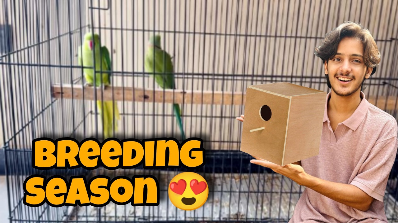 Love Birds Breeding Boxes Indian Ringneck Parrots Ko Laga Dein?😃