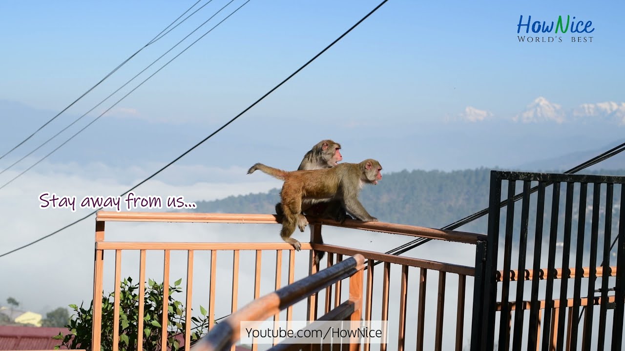 Angry Monkey showing his anger