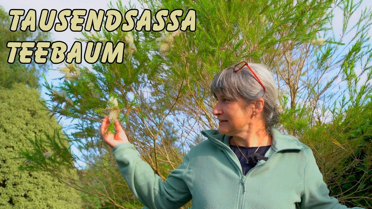 Teebaum - Der Alleskönner