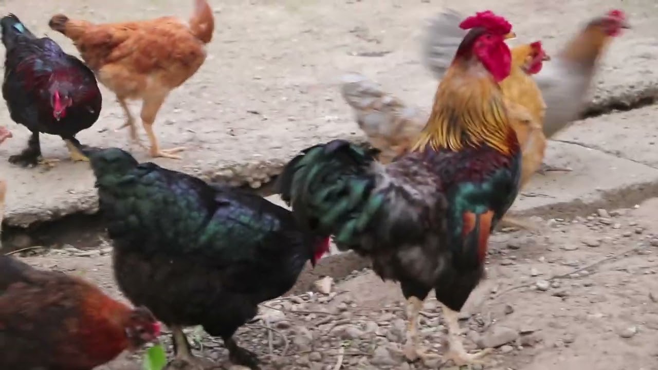 A căzut în râu 😱🤦‍♂️. Am format o familie de găini țărănești. Ce păsări am oprit?🐓🐤🕊