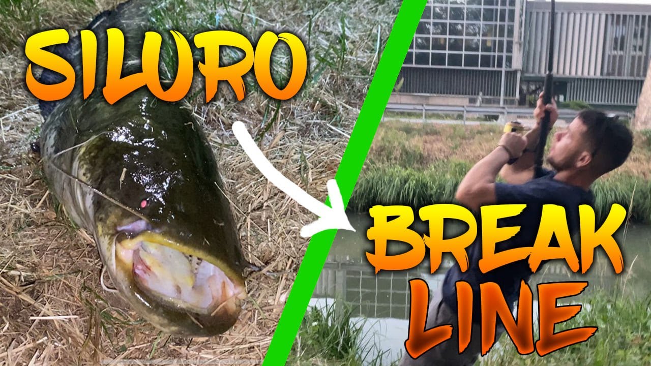SILURI a BREAKLINE in PAESE -Breakline al Siluro - TZ Fishing