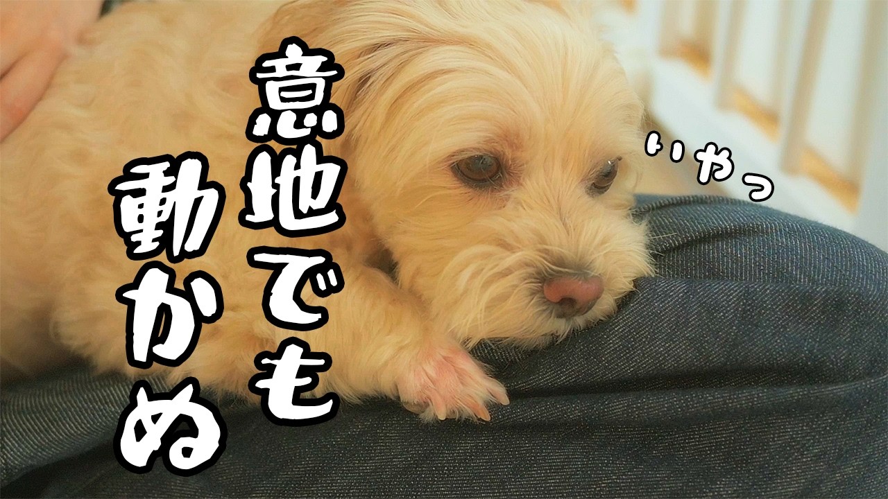 遊んでいたはずなのに突然飼い主のひざ占拠し始める愛犬【イヌと娘とエンドレス遊び地獄】