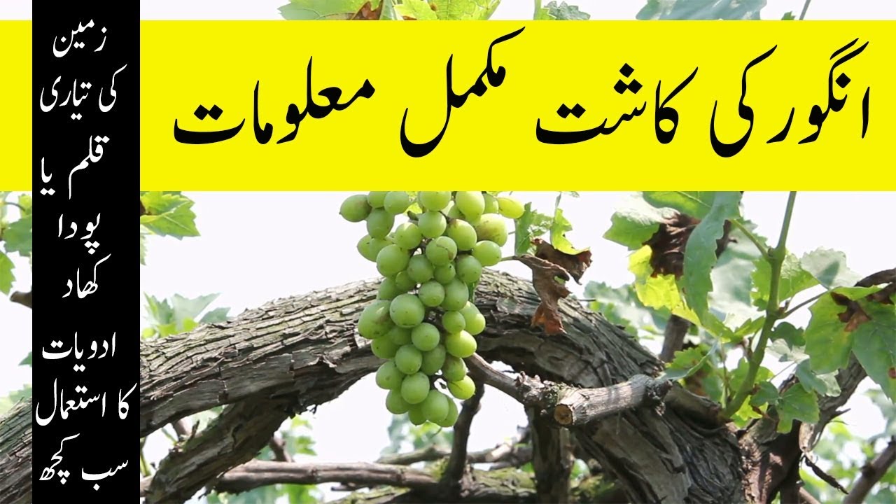 Grapes Farming in Pakistan Complete Information Video || Angor ke Kashat