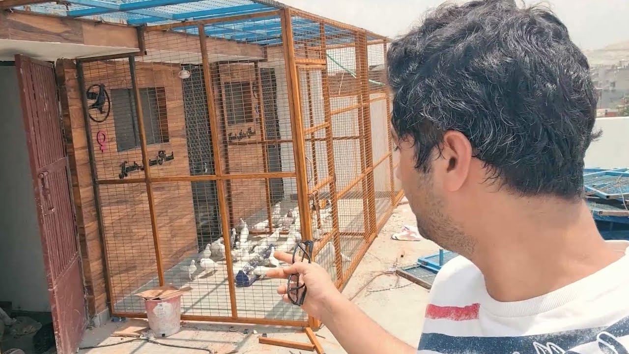 MY BEAUTIFUL PIGEON LOFT GETTING READY || PIGEON LOFT AND BREEDING PROGRESS || 8882859215