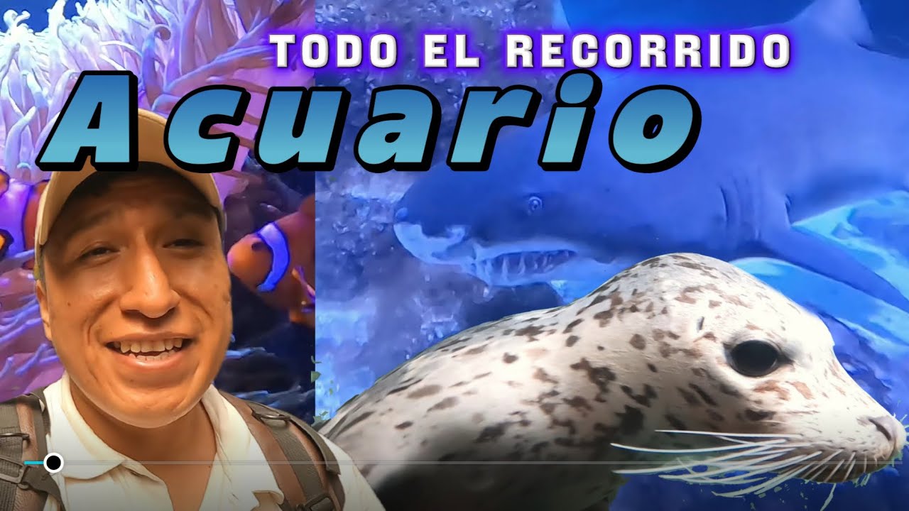 🇧🇷 acuario de san Pablo 🇧🇷( aquário de são Paulo), es increíble 😱