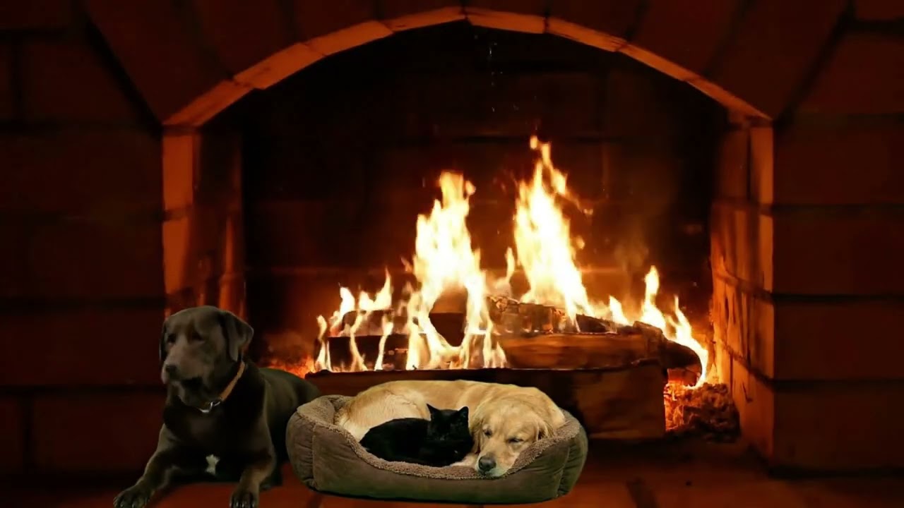 11 Hours Fireplace ASMR 🐾 Cozy Kitchen with Dogs & Cats for Deep Relaxation