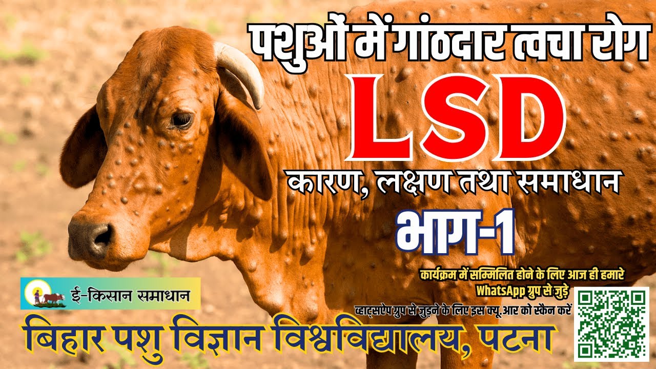👉 पशुओं में गांठदार त्वचा रोग (LSD) | कारण और लक्षण | Lumpy Skin Disease in Cattle | Part-1