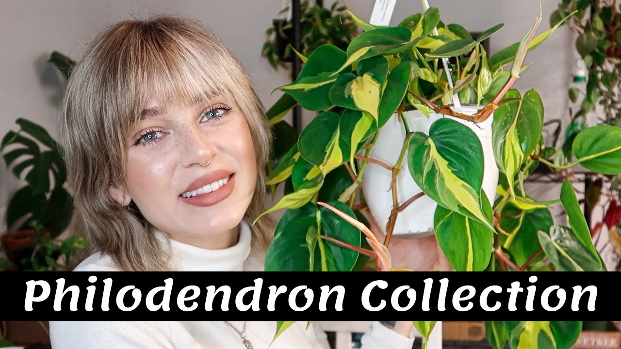 My Philodendron Collection