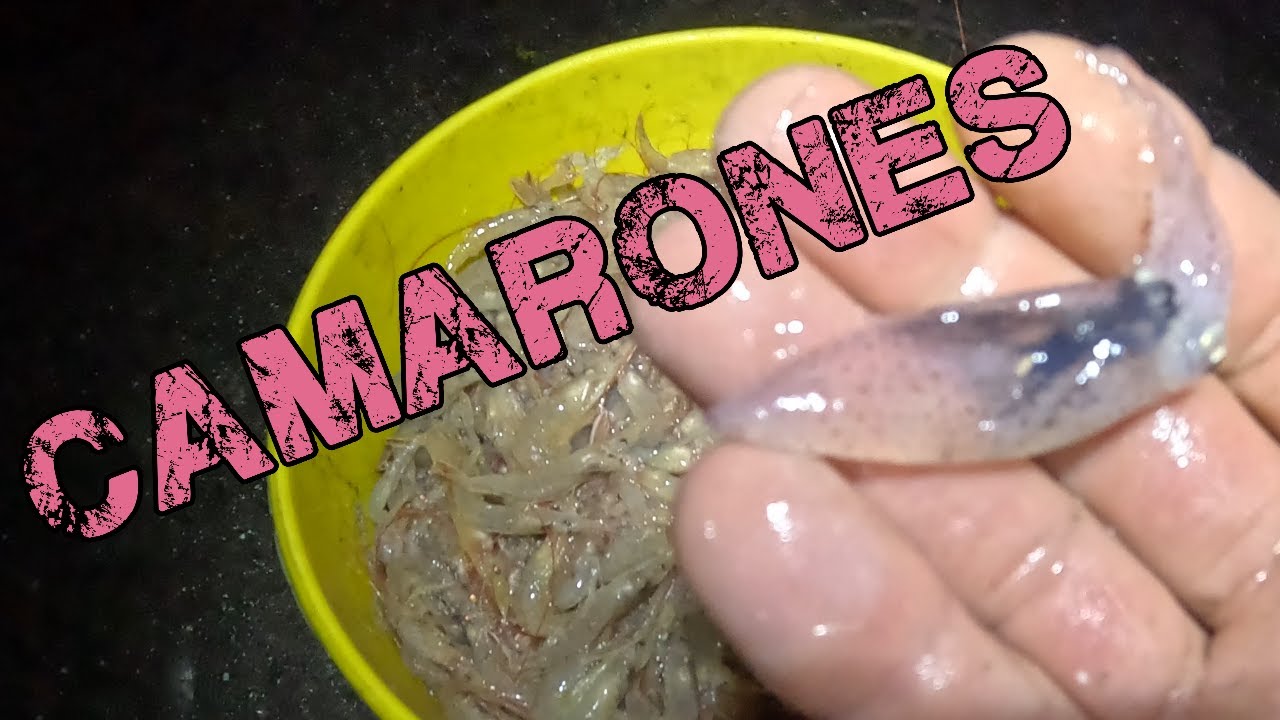 Pesca con mediomundo en Mar de Ajo