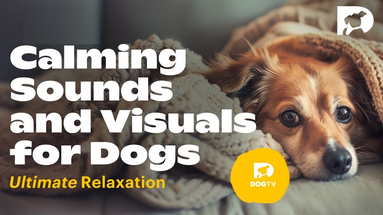DOGTV: Live Relaxation for a Monday morning
