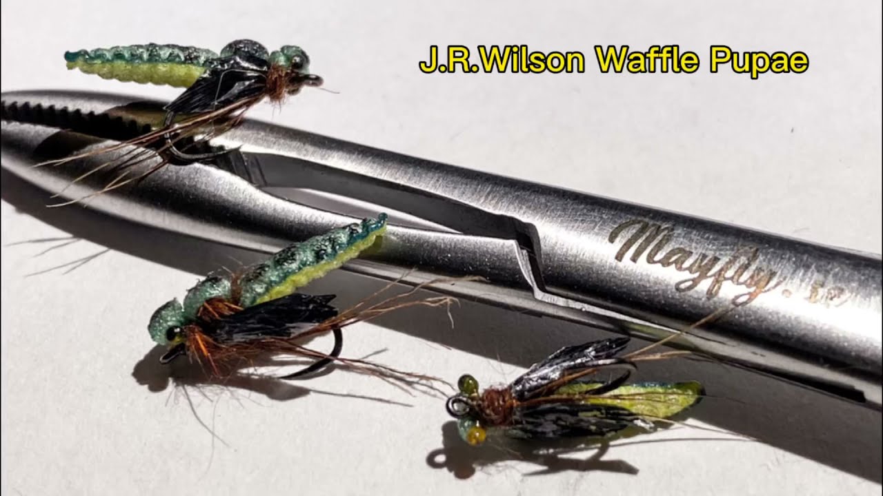 Nattsländepuppa / Caddis Pupae