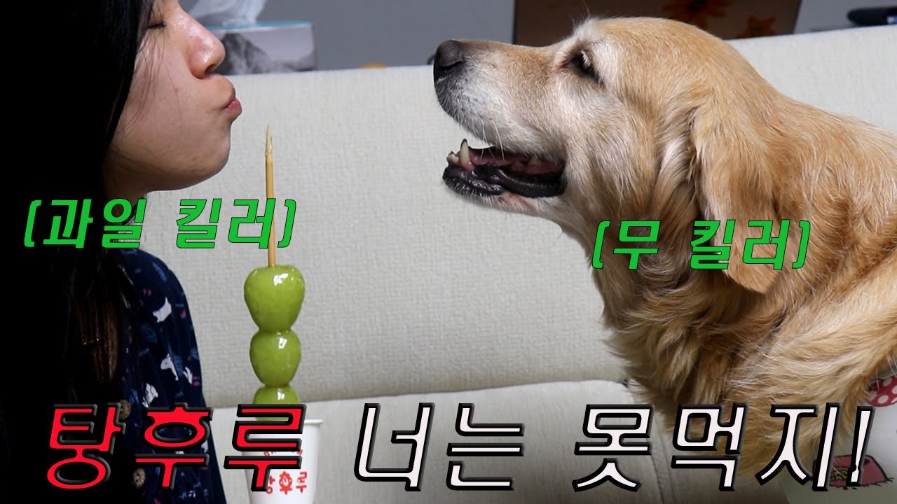 탕후루 안줘서 주인에게 삐진 리트리버 강아지식 탕후루로 달래주기