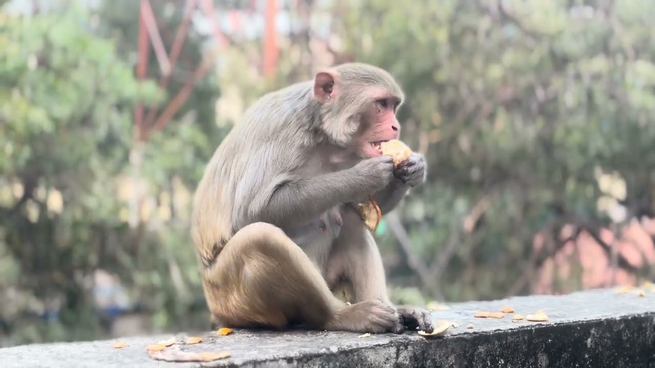 Eating Orange 🍊 || Monkey || Hungry Monkey 