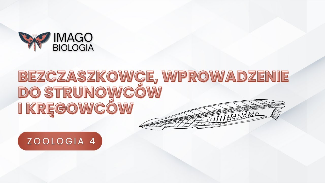 Bezczaszkowce, wprowadzenie do strunowców i kręgowców