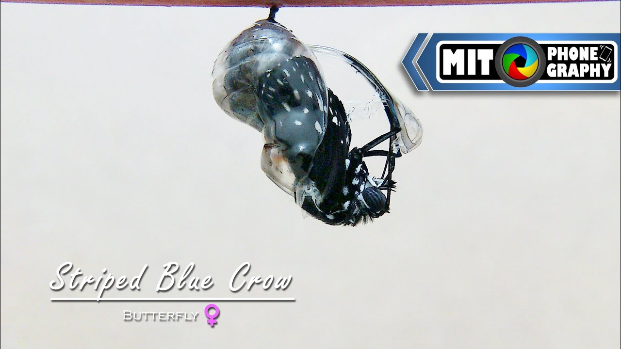 Female Euploea mulciber (Striped Blue Crow) | Caterpillar to Butterfly Transformation - Timelapse