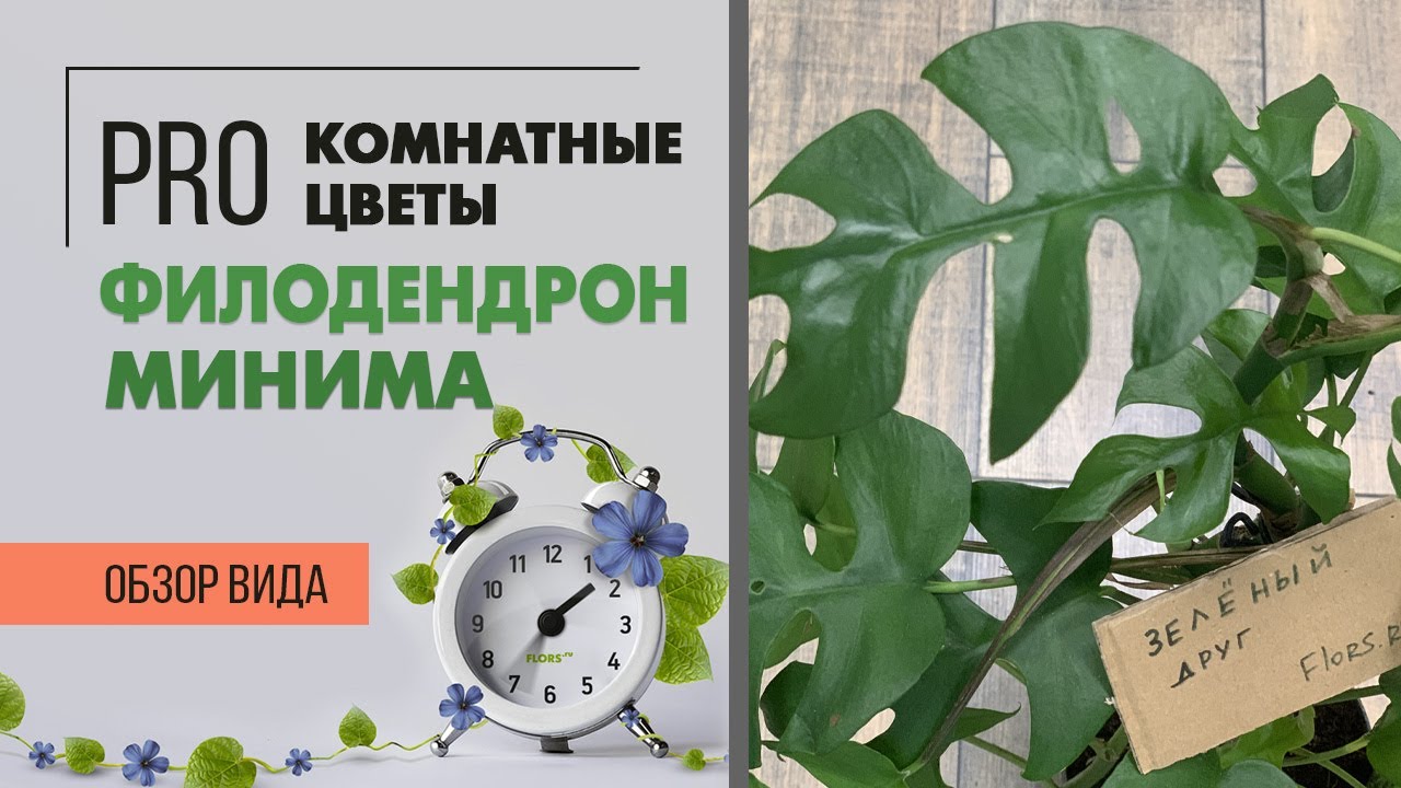 Филодендрон Минима - лиана тропиканка | Уход за филодендроном