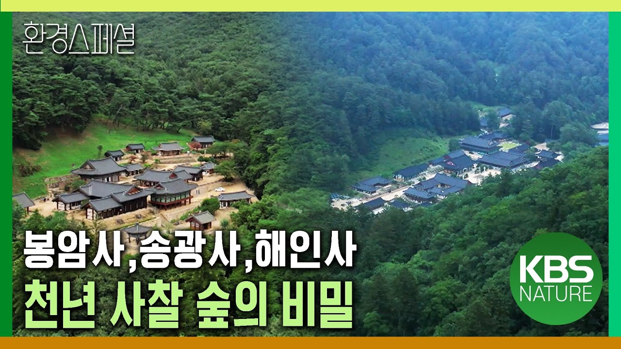 봉암사, 송광사, 해인사 천년 사찰 숲의 비밀 [2021-2022 UHD환경스페셜 24편 천 년 숲의 비밀] / KBS 20210923 방송