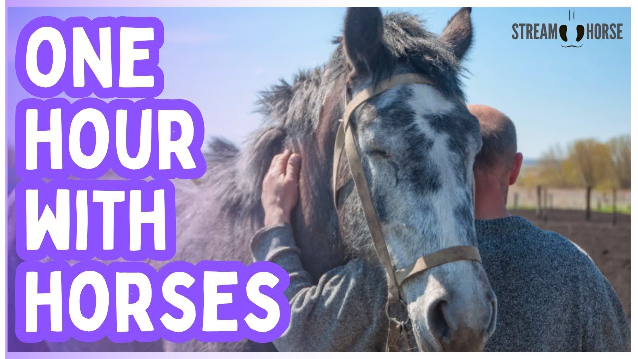 60 Minutes Away from the News 🐴☀️ Horses & Nature to Calm Your Mind