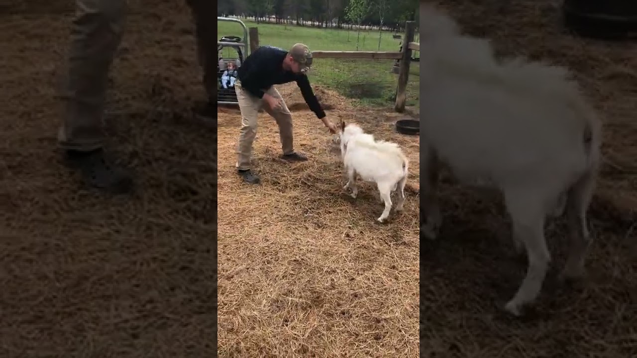 Competitive goat stands up on its hind legs while play-fighting with man || PETASTIC 🐾