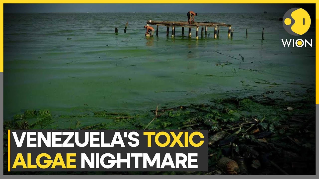 Toxic algae engulfs Venezuela's largest lake | WION Climate Tracker