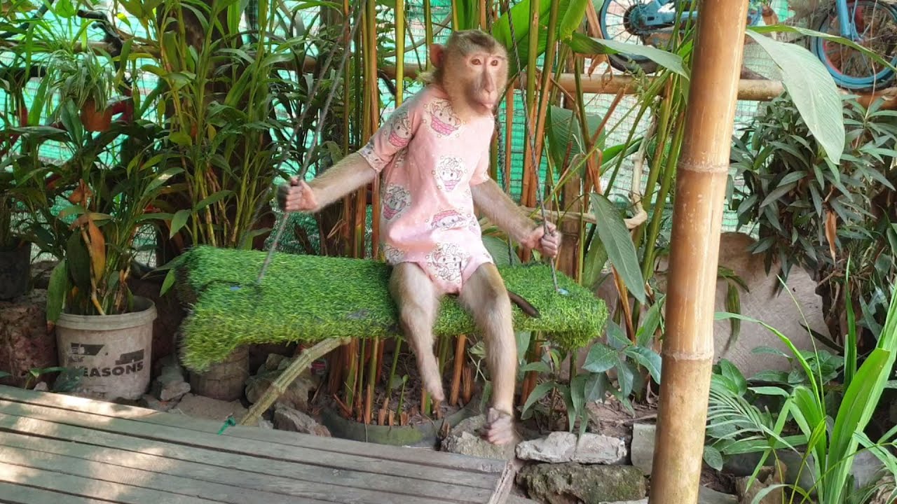 The daily monkey Koko and Yoko family, How sweet Koko ride the swing