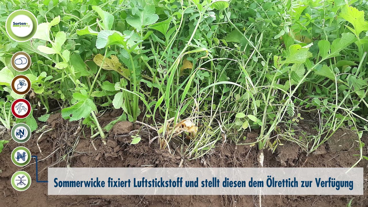 Saaten-Union: Zwischenfrüchte | SortenGreening® DEFENDER + Wicke