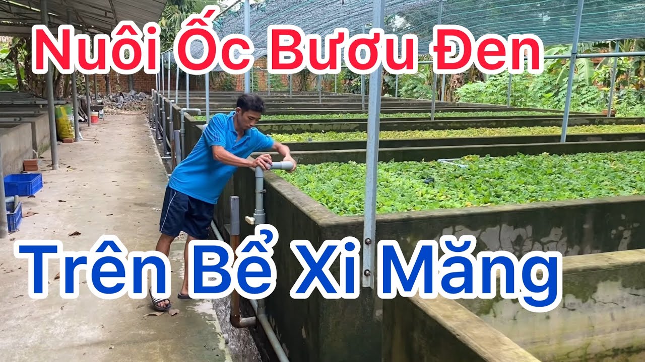 Nuôi Ốc Bươu Đen Trên Bể Xi Măng - Trại Ốc Bươu Giống Mê Kông