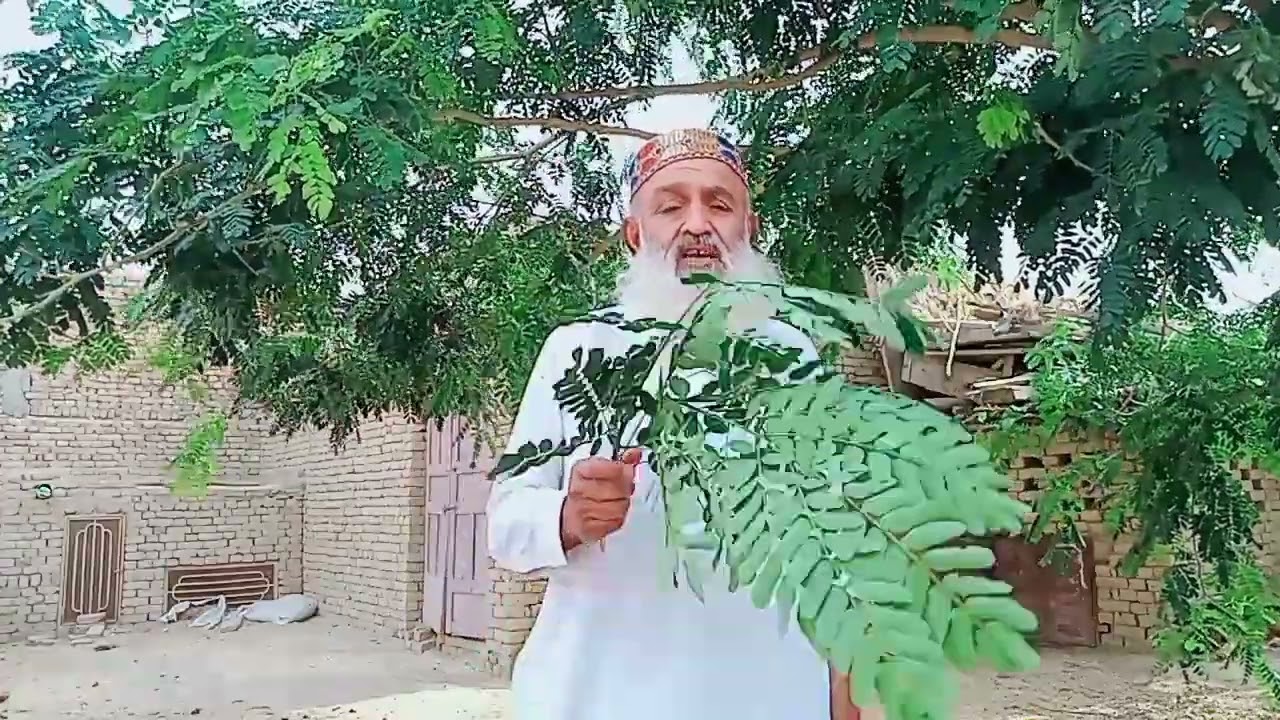سرس کا پودا اور اس کے بے شمار فائدے جانئے.حکیم عبدالرحمن جعفر