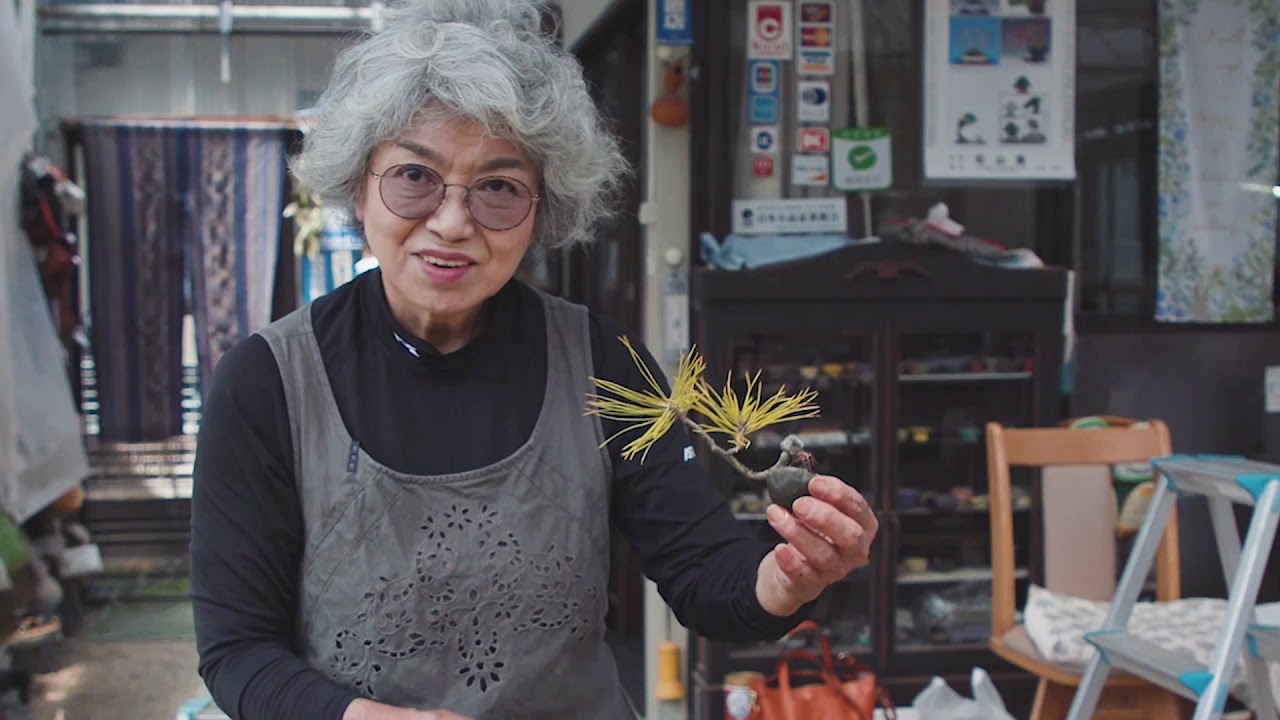 Bonsai, gli alberi in miniatura che crescono per 800 anni e possono costare 1 milione di euro