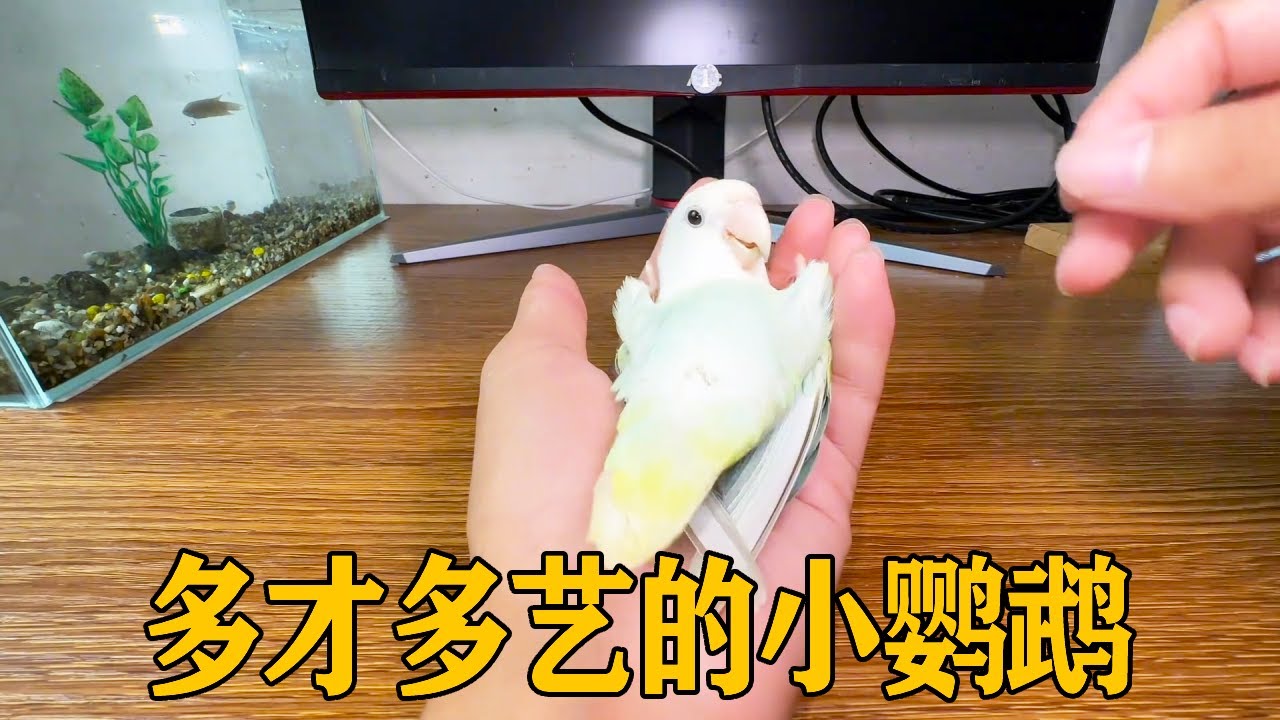 时隔一年多小鹦鹉又开始表演才艺啦~在主人的帮助下顺利完成挑战，真是个聪明的小鹦鹉【叁伍萌宠】