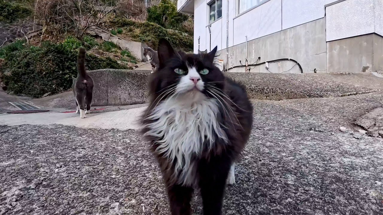 島の猫集会所に行ったら…猫たちが一斉に駆け寄ってきた