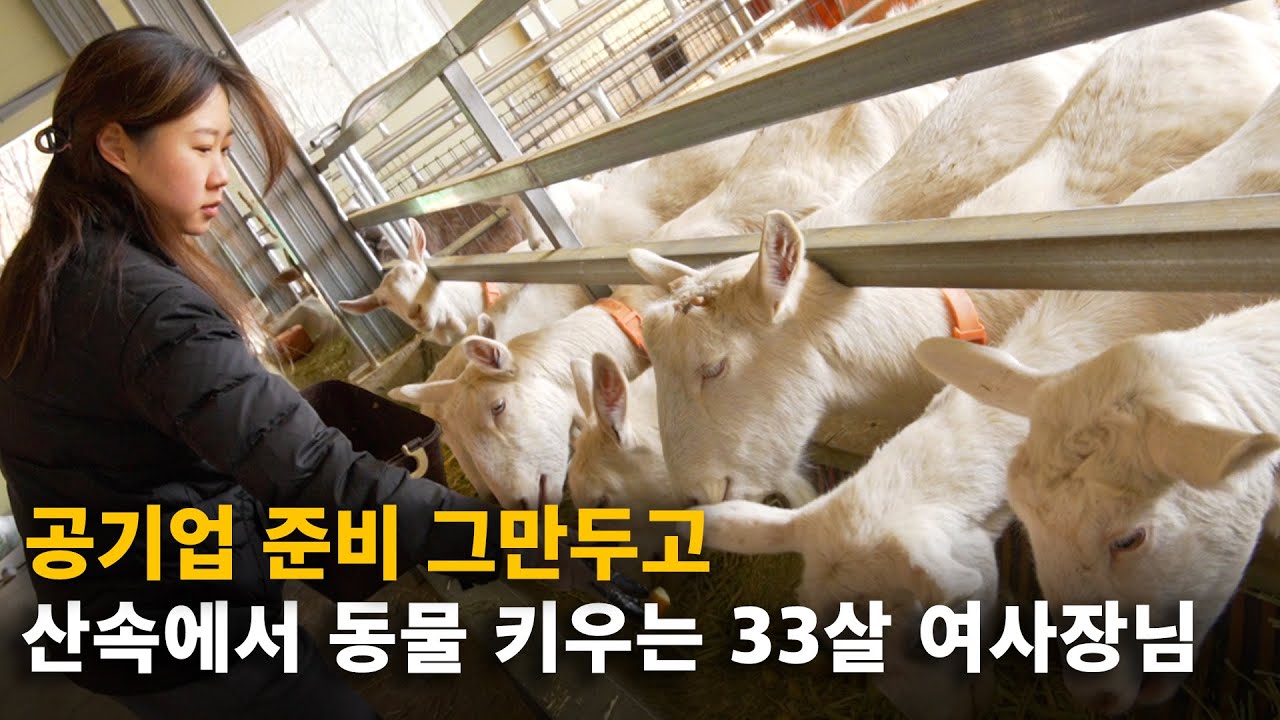 공기업 준비 그만두고, 깊은 산속에서 산양 키우며 사는 33살, 여사장님의 하루 [유산양, 알파카 농장]