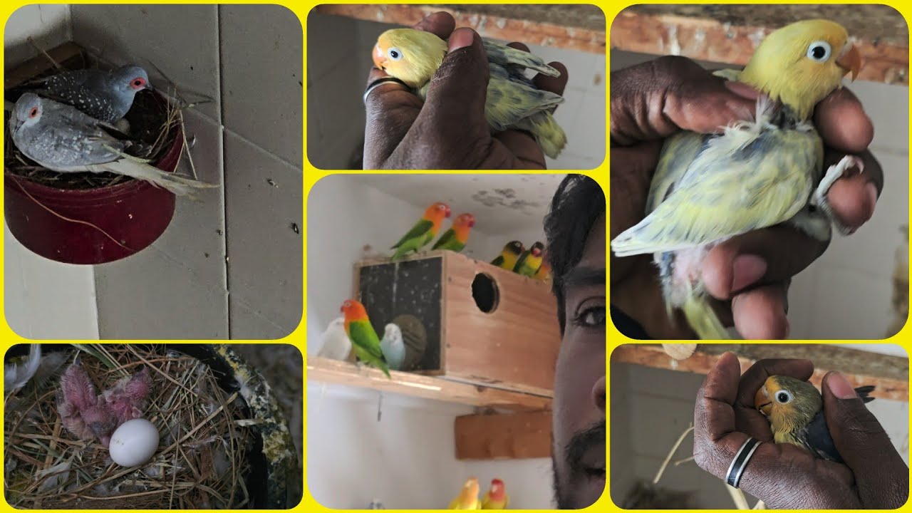 Our mixed colony breeding updates for December month first week. #tamil #fischerlovebirds