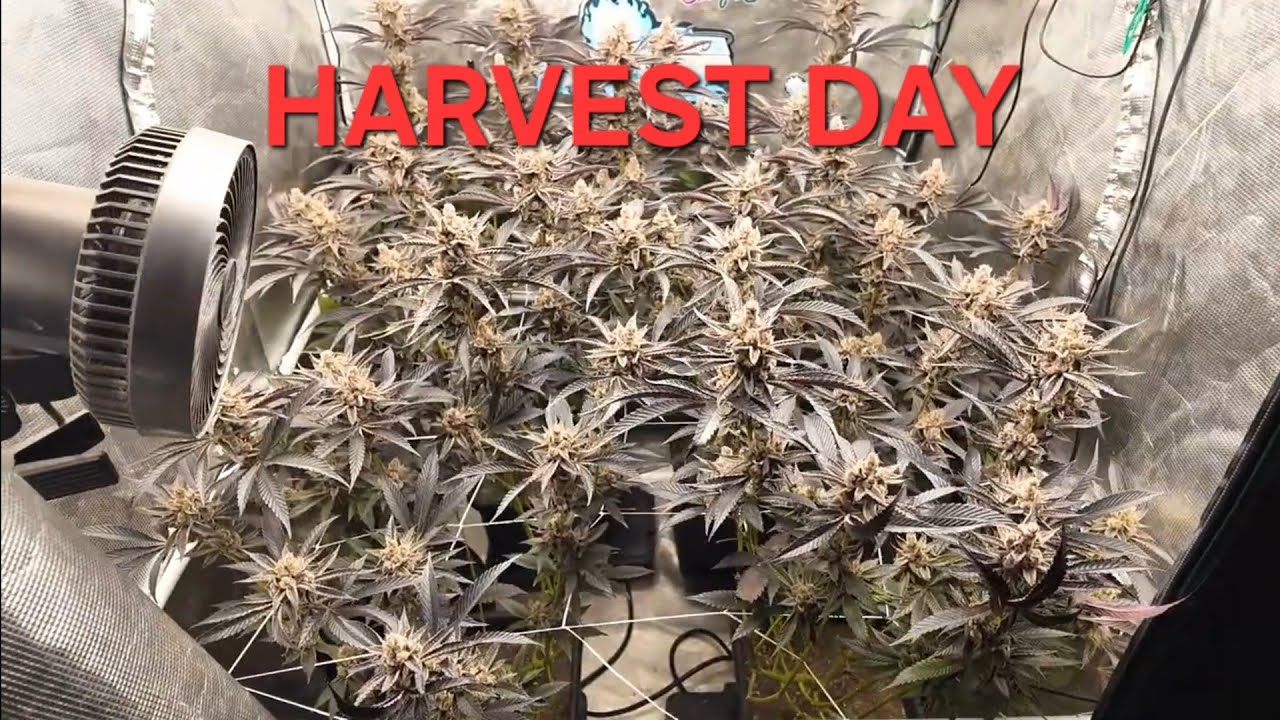 Harvest day 3x3 Solfire Strawmata 