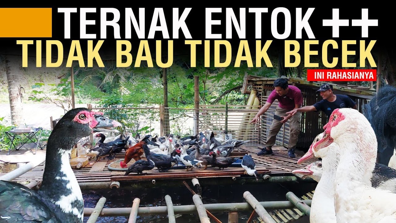IDE USAHA TERNAK ENTOK DI ATAS KOLAM IKAN DENGAN PAKAN ALAMI