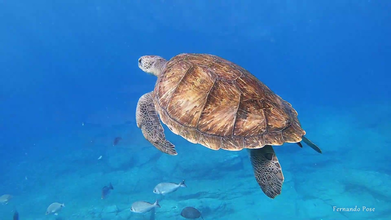 Buceo en Islas Canarias, guía de fauna marina (F.Pose)