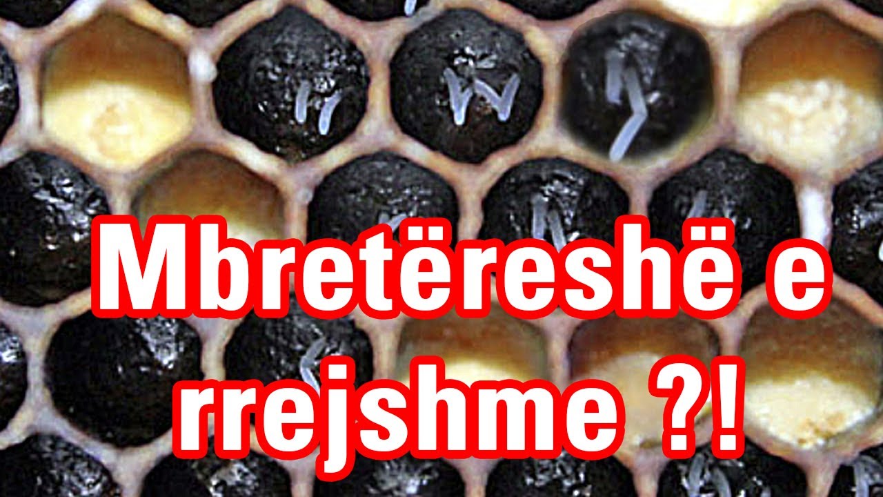 🔴Episodi 6: Mbret&euml;resh&euml; e rrejshme, si t&euml; rregullohet [ Bletaria Shqip ]