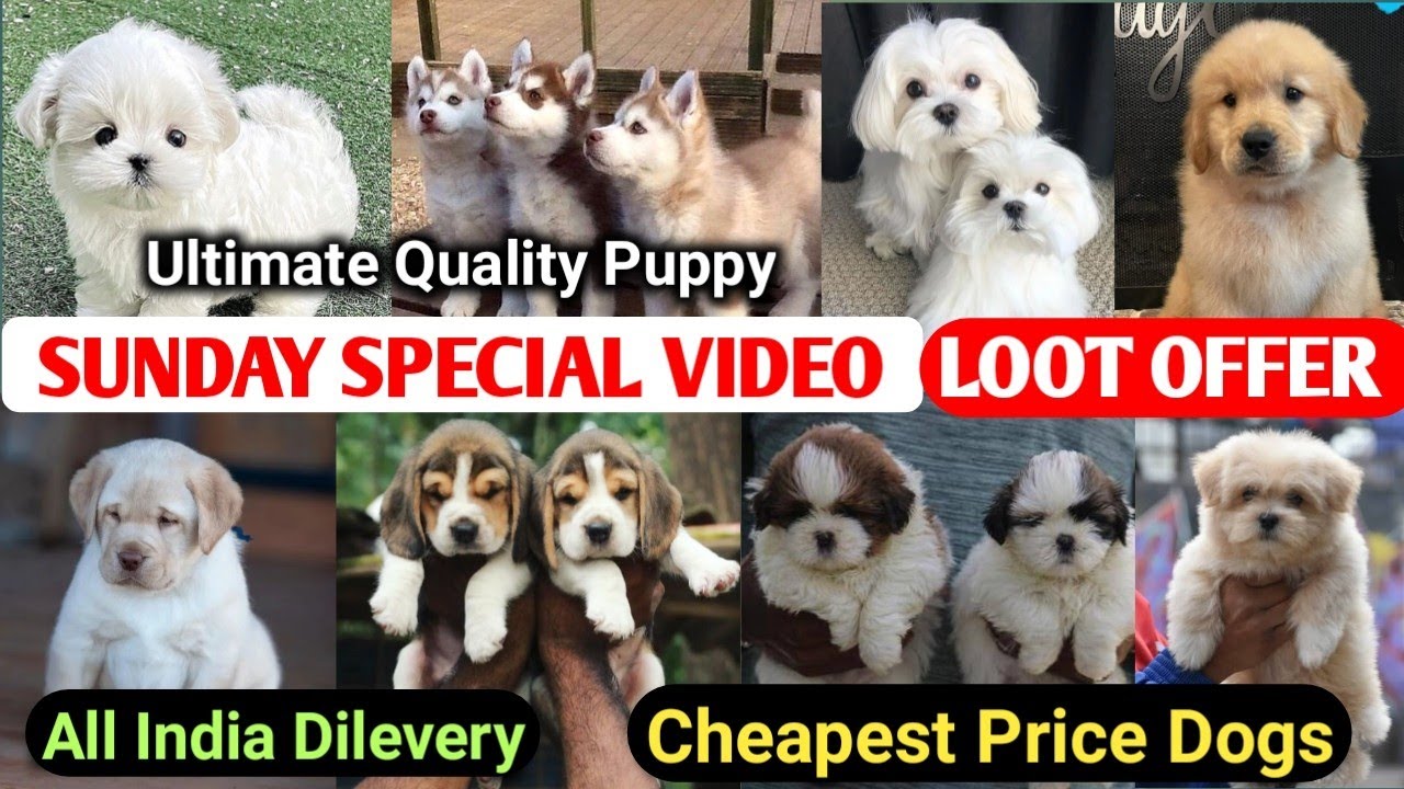 Cheapest Dog Market in Delhi NCR 2025 | Home Delivery 🚚 | Pomeranian, Shitzu, Labrador, Beagle Dogs 