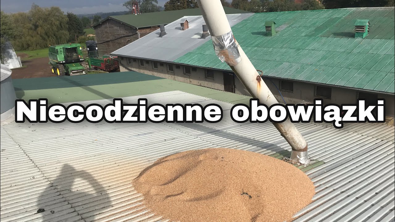 Niecodzienne obowiązki/ rzepak po talerzówce, świnie i wymiana sprzęgła w podajniku kubełkowym.