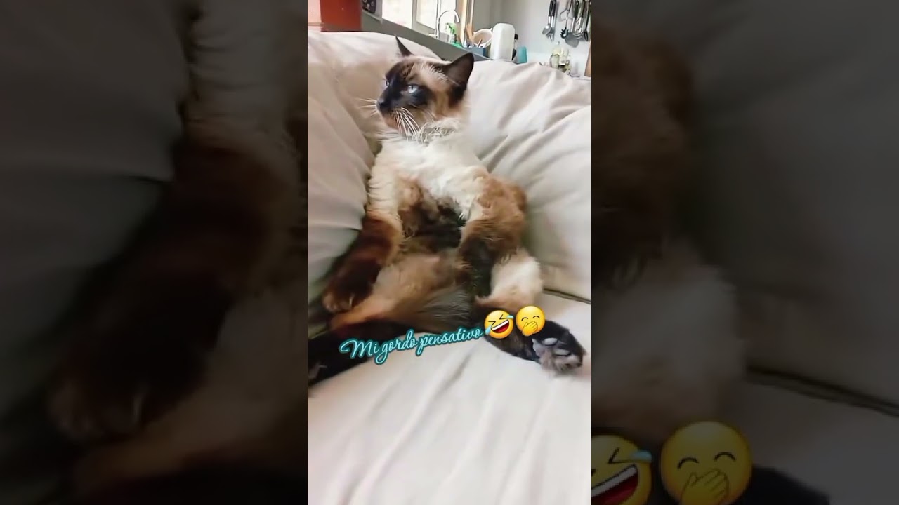 El jefe de la casa 🤭😻