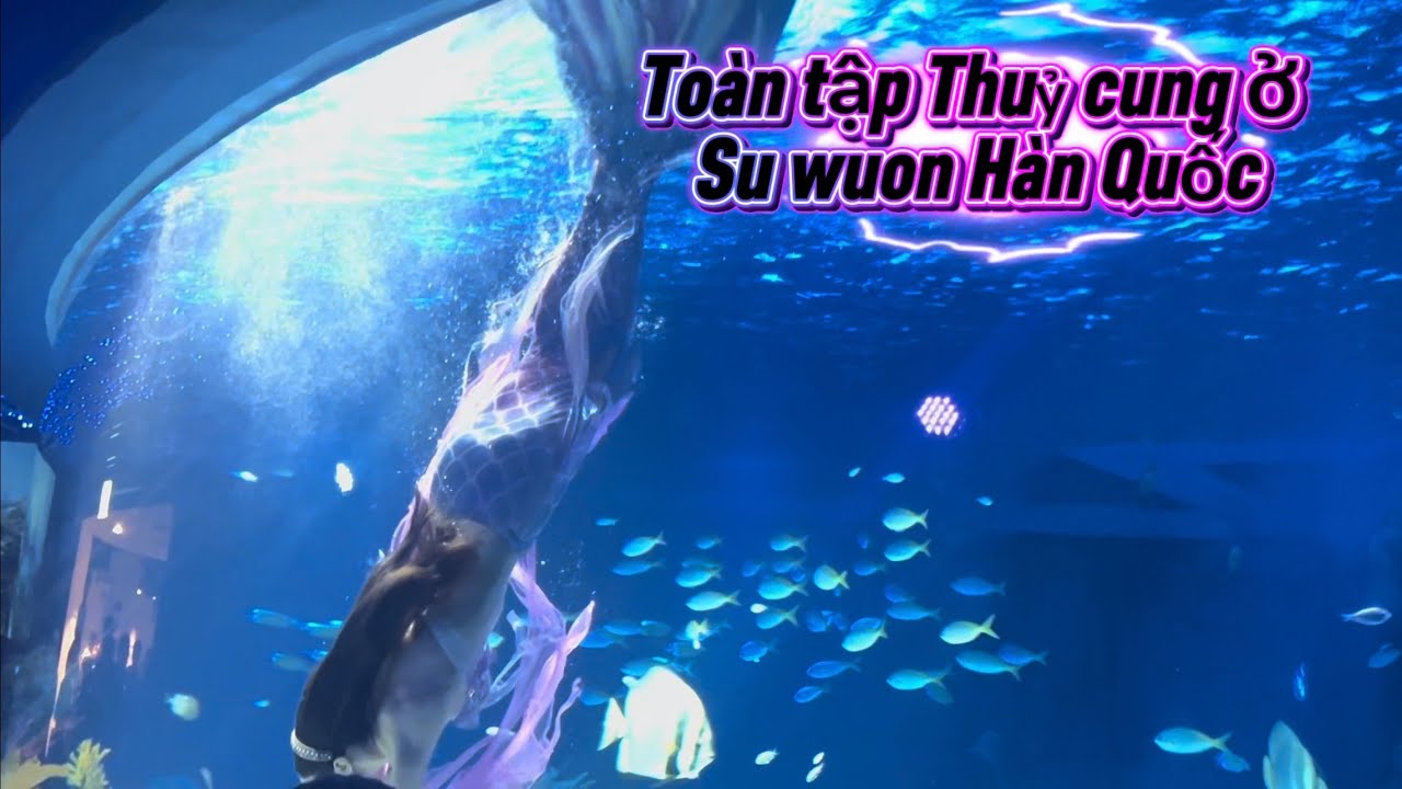 Toàn cảnh thuỷ cung ở su wuon Hàn Quốc