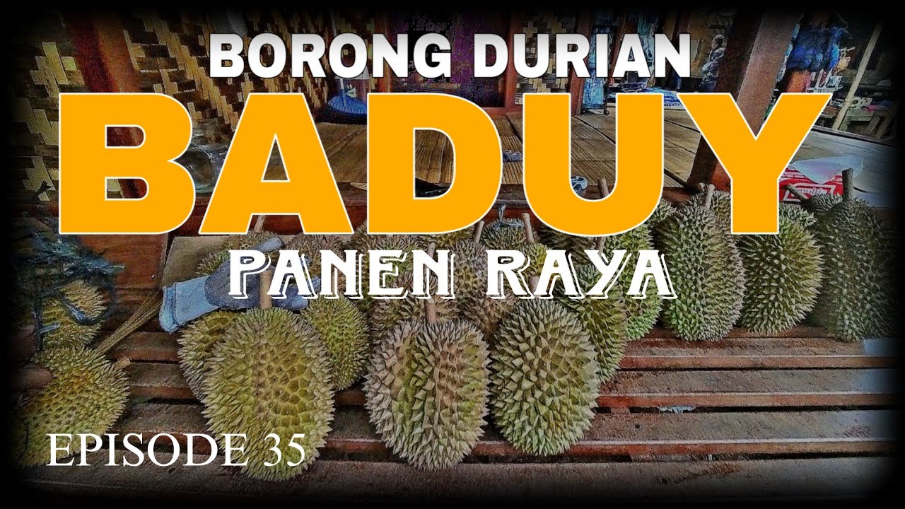 BERBURU DURIAN BADUY SAAT PANEN RAYA PENGUNJUNG SAMPAI MEMBLUDAK  | EPISODE 35