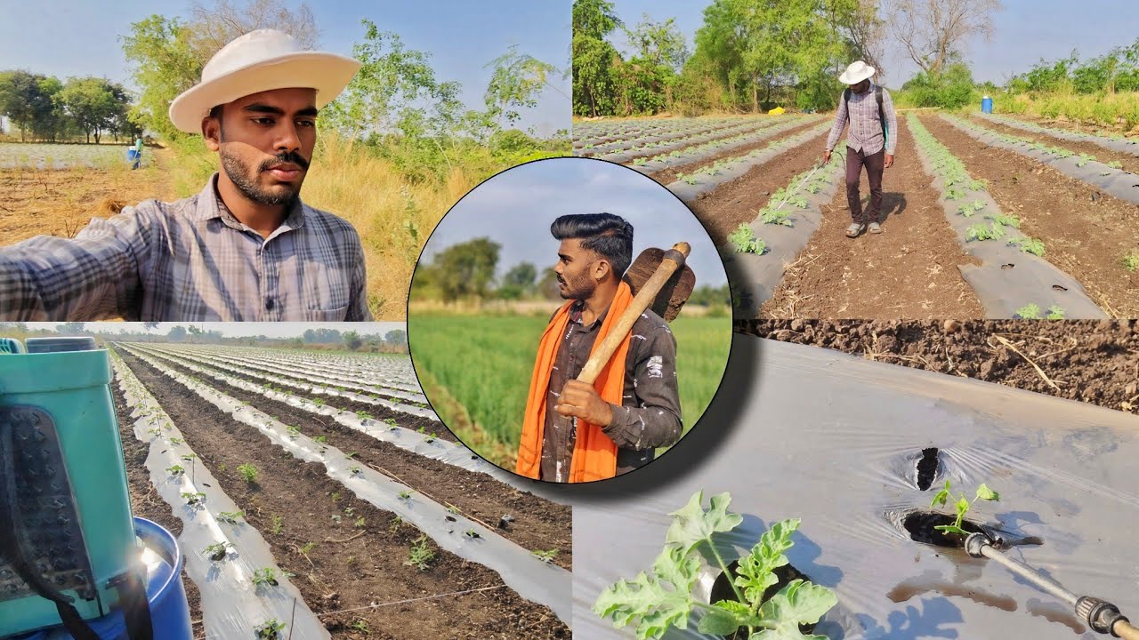  सकाळच्या कामात झाडांना ओलावा देणे 🌱💦 full-vlog@Piyushsawant-vlogs #farmingvlog #marathivlog #op #ps