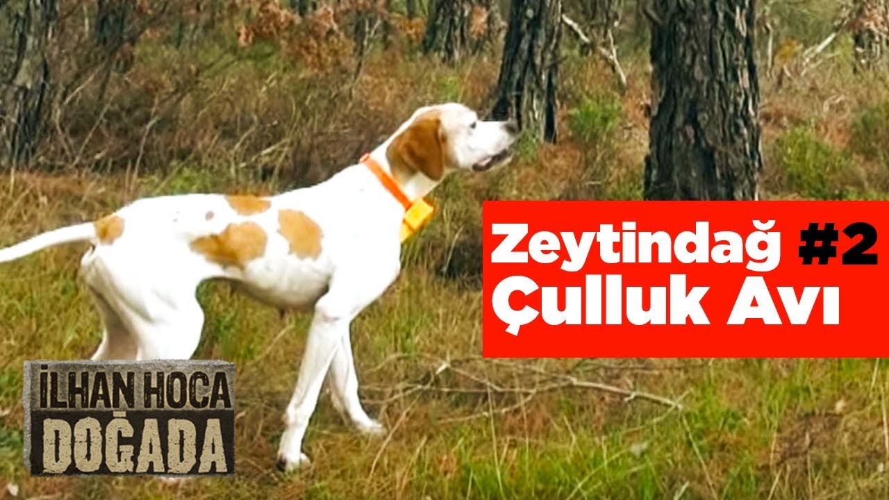 Zeytindağ Çulluk Avı - 2  ilhan Hoca Doğada - Yaban Tv - Woodcock Hunting Turkey