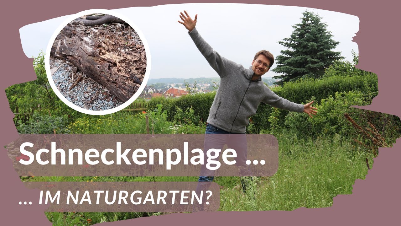 Nat&uuml;rliche Feinde gegen Schnecken 🐌 Diese Module helfen im Naturgarten!